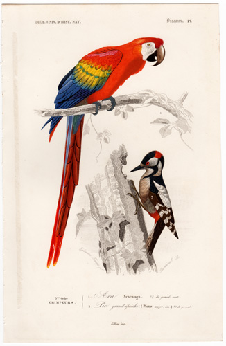 Aracanga Scarlet Macaw Great Spotted Woodpecker
